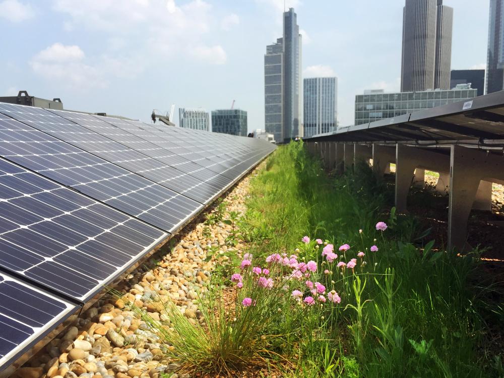 "Green Roofs: The Energy-Efficient Solution for a Sustainable Future"